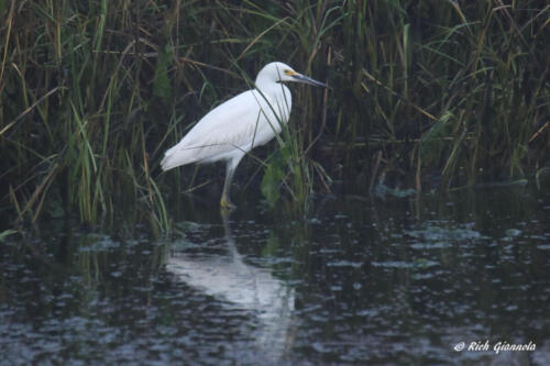 Snowy Egret lurking in the reeds