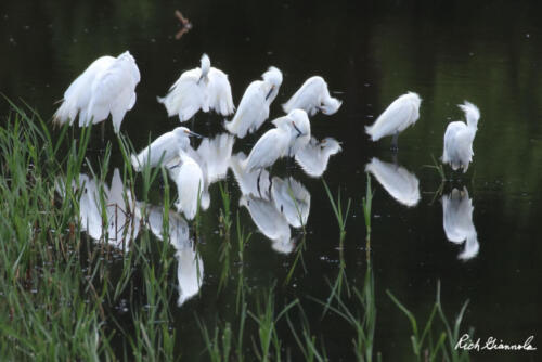 Egret reflections