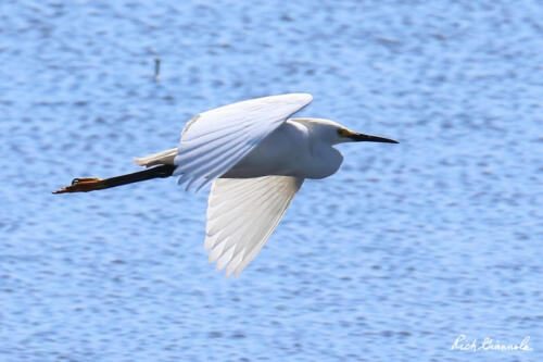 Snowy Egret in flight