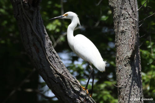 Snowy Egret