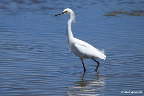 Snowy Egret