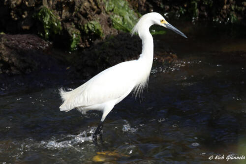 Snowy Egret