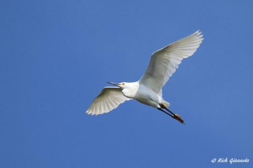 Snowy Egret