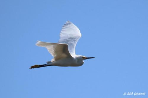 Snowy Egret