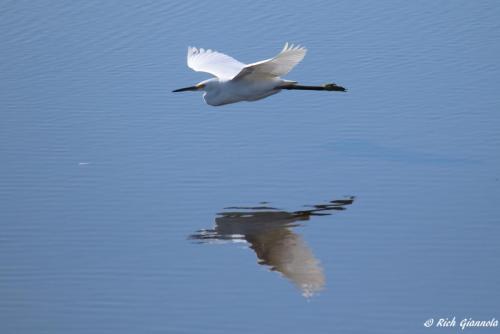 Snowy Egret