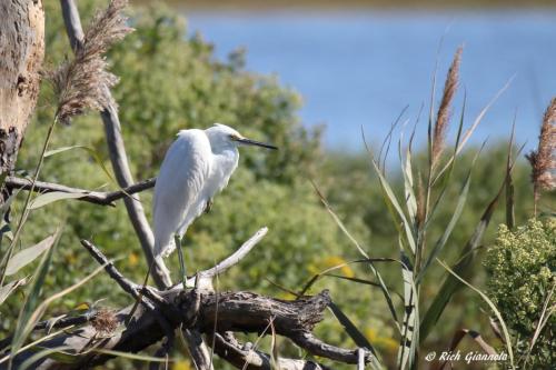 Snowy Egret