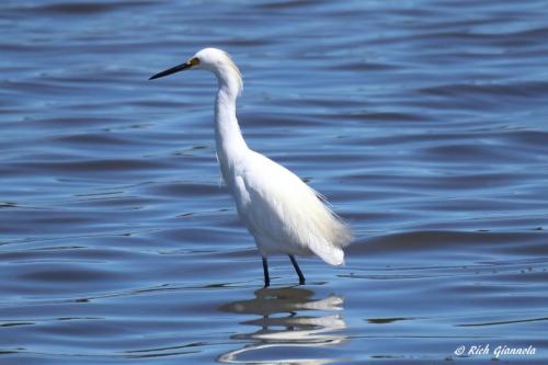 Snowy Egret