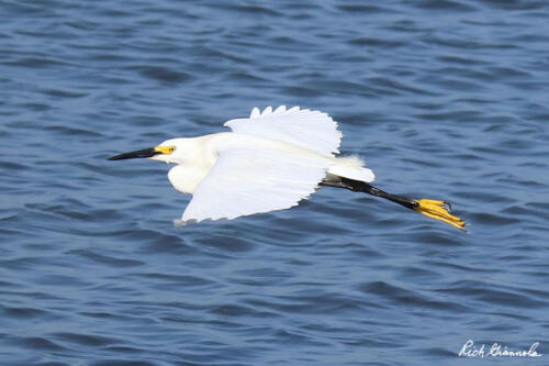 Snowy Egret skimming over the water