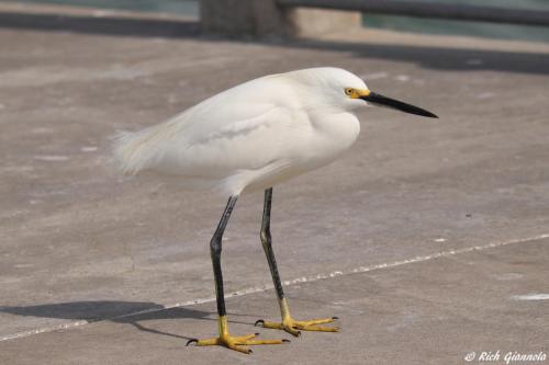 Snowy Egret