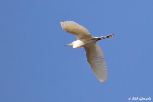 Snowy Egret