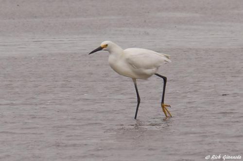 Snowy Egret