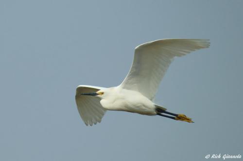 Snowy Egret