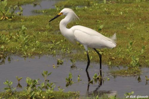 Snowy Egret