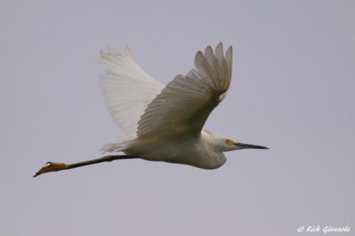 Snowy Egret