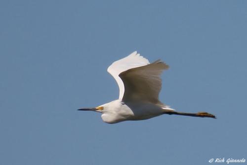 Snowy Egret