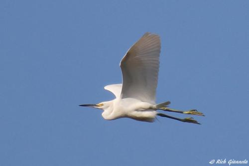 Snowy Egret