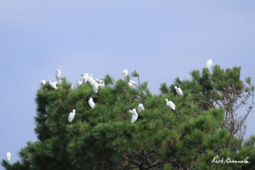 Snowy Egrets in a tree