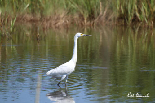 Snowy Egret on patrol