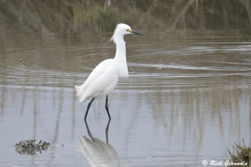 Snowy Egret