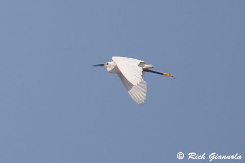 Snowy Egret
