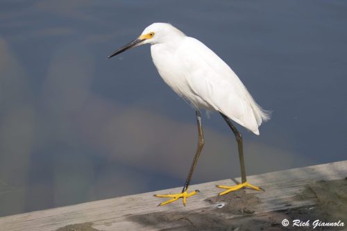 Snowy Egret