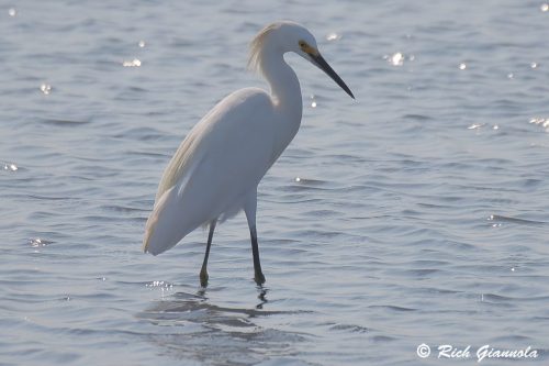 Snowy Egret