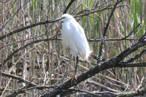 Snowy Egret