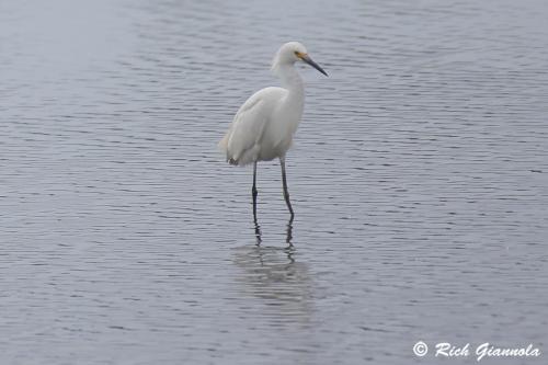 Snowy Egret