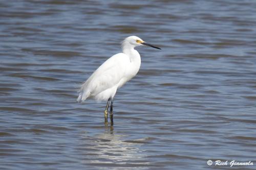 Snowy Egret