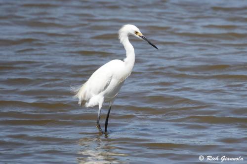 Snowy Egret