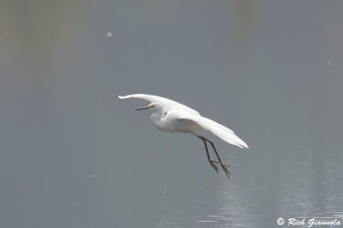 Snowy Egret