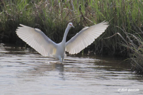 A Snowy Egret making a soft landing