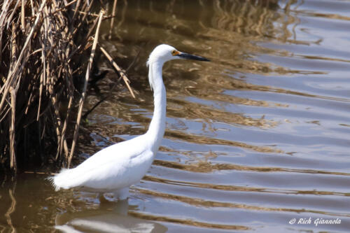 A Snowy Egret lurking in the reeds