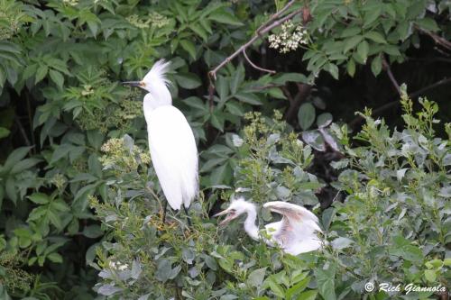 Snowy Egrets