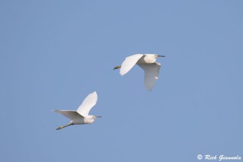 Snowy Egrets