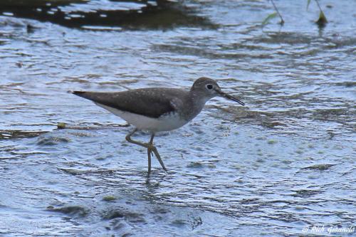 Solitary Sandpiper