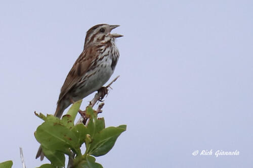 Song Sparrow doing what it does best