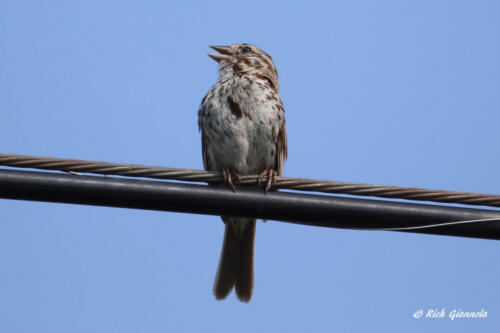 A Song Sparrow singing a song