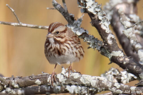 A nicely posing Song Sparrow