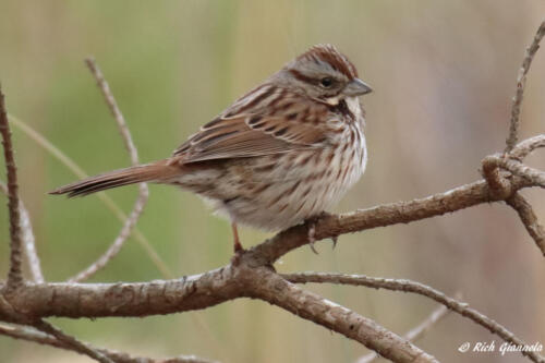 Song Sparrow