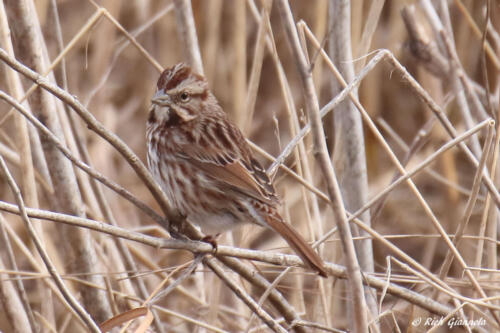 Song Sparrow