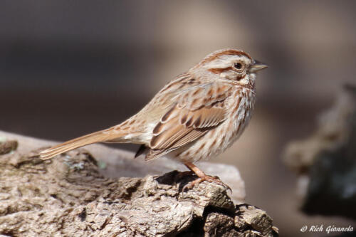 Song Sparrow