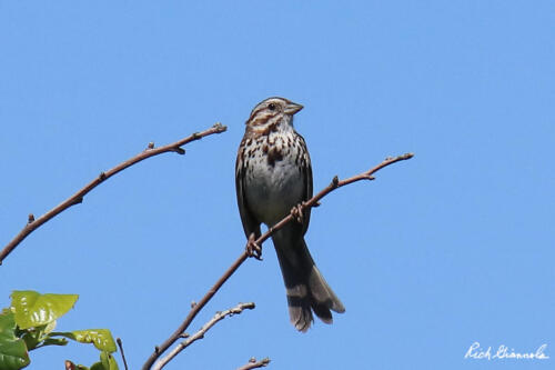 Song Sparrow perched on a branch