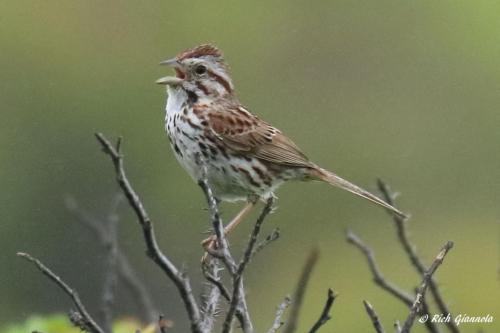 Song Sparrow