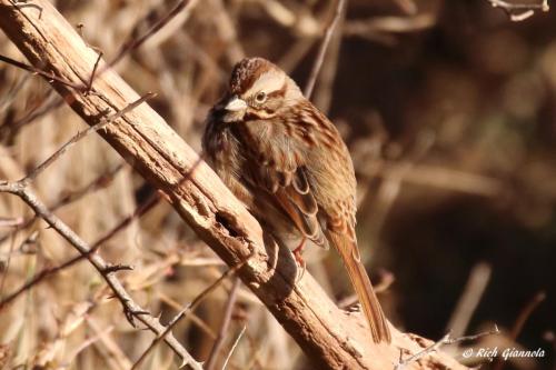 Song Sparrow