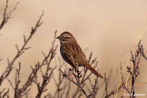 Song Sparrow