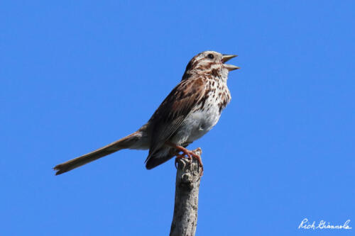 Song Sparrow singing