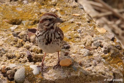 Song Sparrow