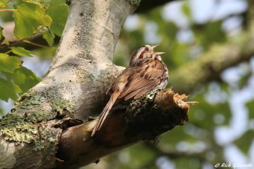 Song Sparrow