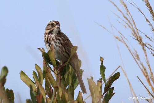 Song Sparrow